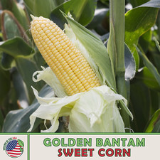25 Golden Bantam Corn Seeds, Heirloom, Non GMO, Genuine USA
