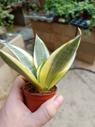 Sansevieria hahnii MINI Golden Purifying Houseplant Ø6 - Picture 2 of 4