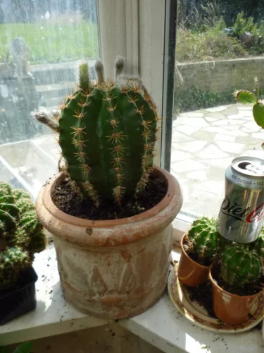 large cactus plant  image 3