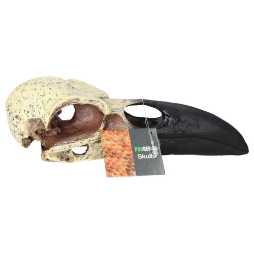 ProRep Resin Corvid Skull 15,5 x 6,5 x 5,5 cm - Bild 1 von 3