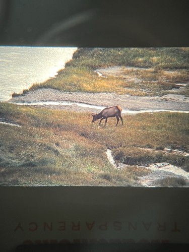 Kodachrome 35mm Slides Great Fountain Geyser Yellowstone Buck Squirrel 1970 X11 - Picture 10 of 12