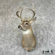 #31465 E | Whitetail Deer Taxidermy Shoulder Mount For Sale