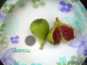 Fig-tree-cuttings-Adriatic-JH-delicious-fruits-rain-and-cold-resistant-4-pcs