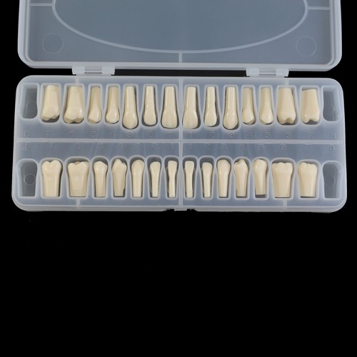 Kilgore Nissin 200 Type Dental Typodont 28PCS Teeth Model Screw-in Replacement - Picture 10 of 55