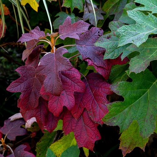 Ortensia Burgundy 2L - Belle foglie bordeaux - Foto 2 di 4