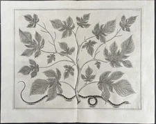 Seba - Fig Leaves & Snake. 1-28 - 1734 Natural History Engraving