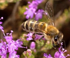Thymus se ds, 50000 Thymus vulgaris,Mother of Thyme,SW61 TRACK