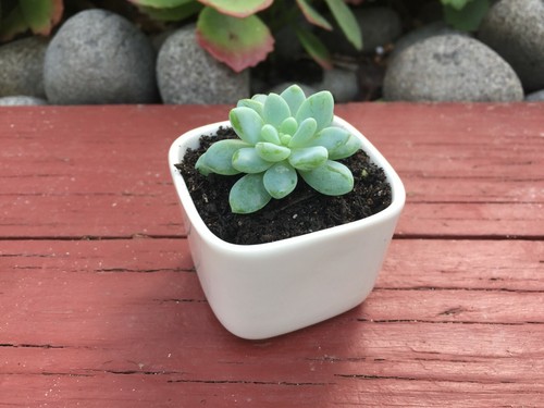 40x Square Mini Cube White Ceramic Glazed Plant Pots Succulent Home Office 5cm - Picture 3 of 13