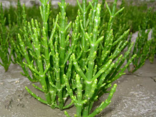 Salicornia europaea seeds Sarcocornia fruticosa glasswort pickleweed picklegrass - Afbeelding 1 van 6
