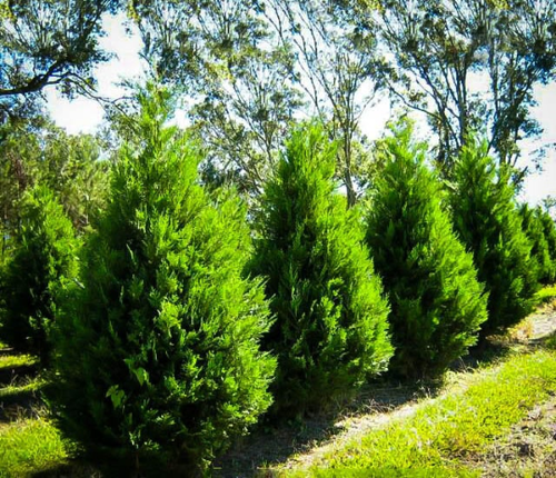 Leyland Cypress tree 2.5" pot - Picture 2 of 4