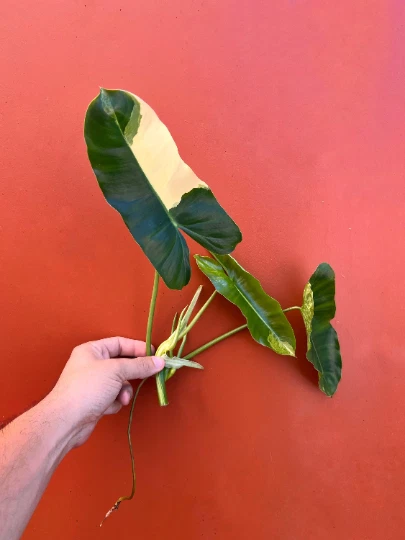 Variegated Burle Marx Philodendron Cutting | Air Roots w/ Nodes | House Plant - Image 4 of 4