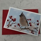 Wildlife Land Trust Bird & Berries Greeting Card w/Envelope The Humane Society