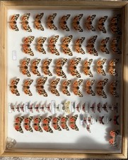 Insektenkasten mit B&auml;ren und Widderchen