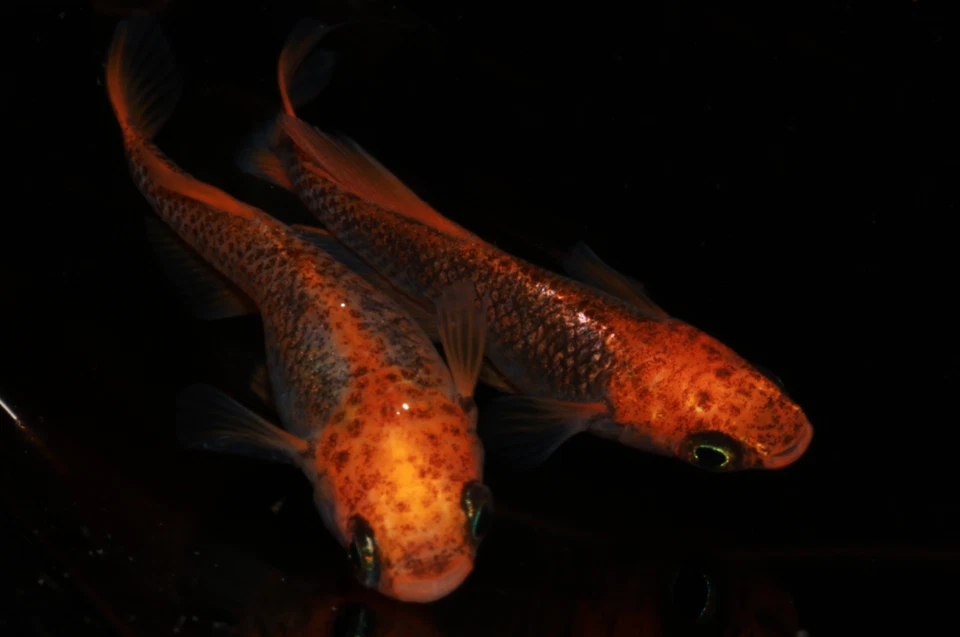 Medaka, Eier, Reisfische , Beniajami  Oryzias latipes - Bild 3 von 4