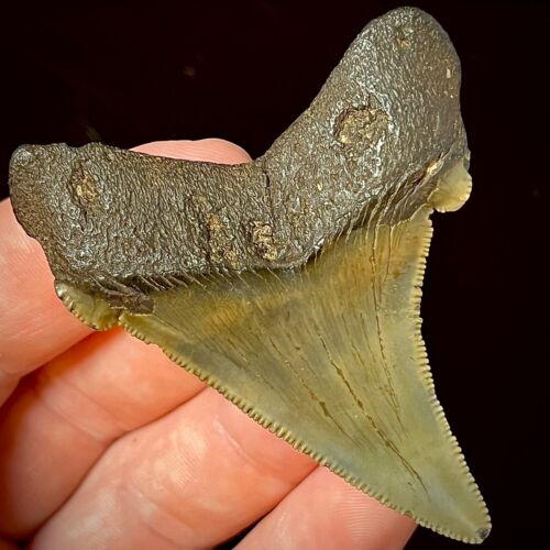 Ancestral Megalodon Shark Tooth (Otodus angustidens) 2.42" real authentic fossil - Picture 2 of 6