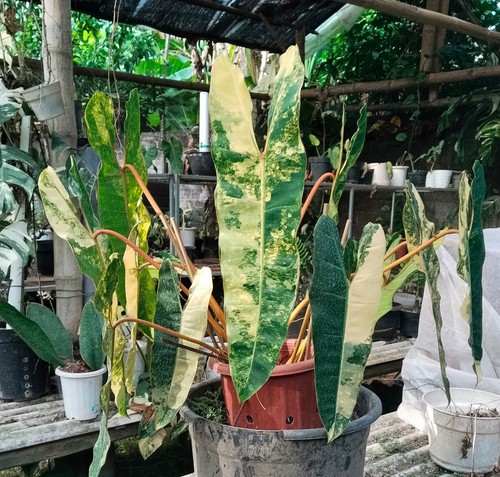 Actually Nyata, Philodendron  Bilitiae Variegata Jumbo