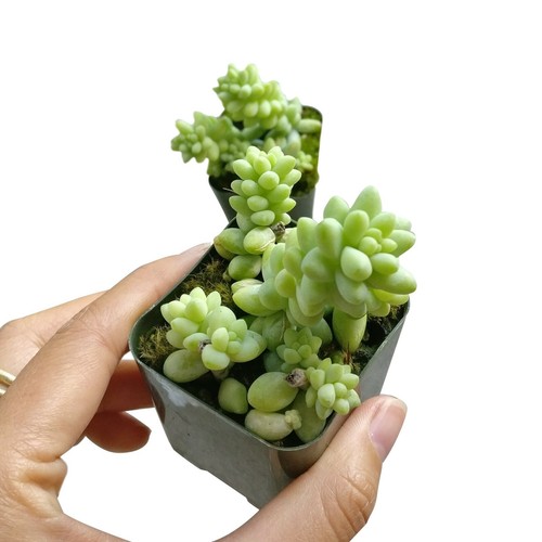 Donkey Tail Plant Sedum Burrito Succulent (2'' or 4'' or 6'') - Picture 4 of 20