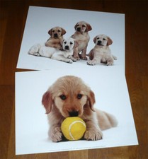 Lot 2 Poster Affiche DOG CHIEN Labrador & Golden Retriever - 30 cm x 40 cm NEUF