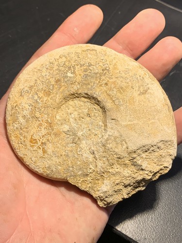 Ammonit aus Frankreich 9,0cm FMG Sammlung - Bild 2 von 3