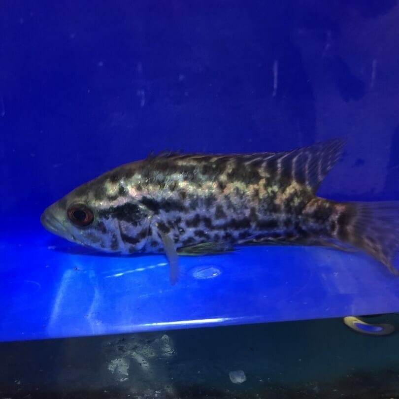 Jaguar cichlid 3 in length live tropical fish Jaguar cichlid 3 in length live tropical fish