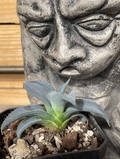 AGAVE SALMIANA-- Agave gigante verde --plántula -- ¡RARO!!