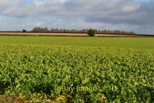 Photo 6x4 Field south of Wonston Manor Farm  c2018