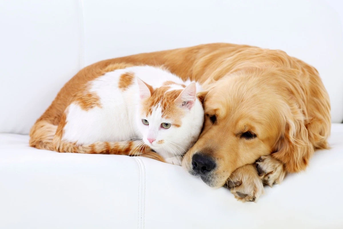 Johnsons antibacterial powder cats & dogs 2025