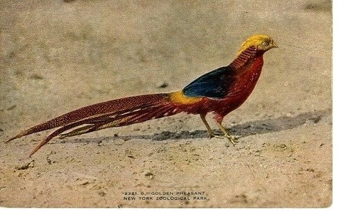 Vintage RPPC Postkarte New York Zoologische Gesellschaft Goldener Fasan - Bild 1 von 2