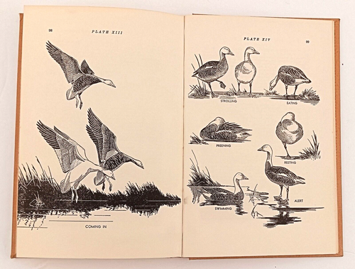Vintage Waterfowl in Iowa Jack Musgrove 1953 3rd Edition Hardcover - Picture 10 of 20