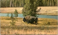 postcard Yellowstone National Park - Wild Bison