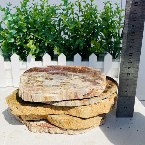 Natural Wood Fossil Slice Specimens Reiki Healing - Madagascar 2347g - Picture 3 of 22