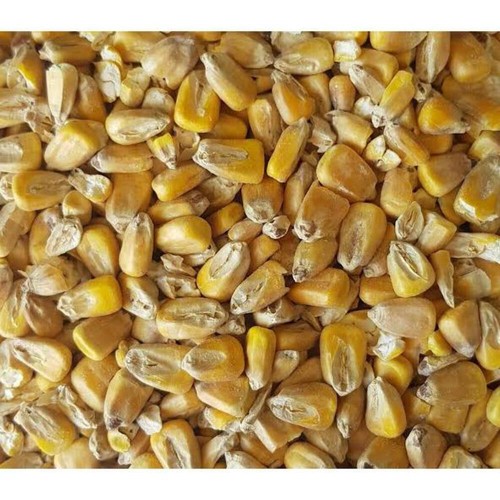 Gladfield Maize Malt - Picture 2 of 3