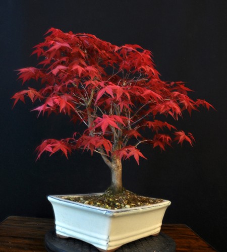 BONSAI JAPANISCHER ROTER FÄCHERAHORN ACER PALMATUM "DESHOJO" OUTDOOR - Bild 6 von 7