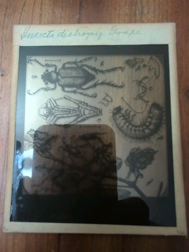 Vintage Lot 66 Magic Lantern Glass Slides Nature Birds Animals Insects Zoology  - Picture 4 of 7