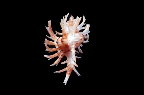 Tatskieshell-  Chicoreus cnissodus - 50 mm. - Picture 1 of 7