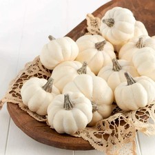 10 White Jack Be Little Pumpkin Seeds. Organic. USA Seeds. Ships free