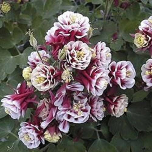 50 Double WINKY ROSE & White COLUMBINE Aquilegia Vulgaris Flower Seeds - Picture 3 of 4