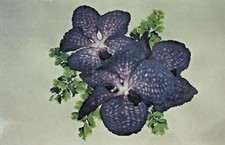 Cross Stitch Chart Pattern Orchid for Cole Flower Silver Lining SL143 2003