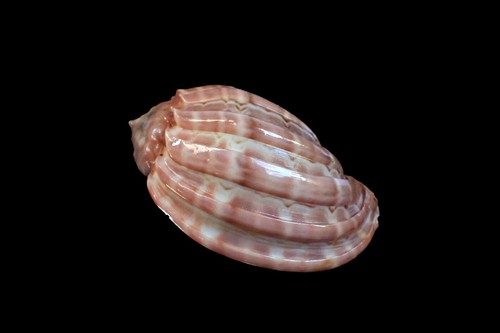 Seashell - Harpa major- 76mm - Picture 4 of 4