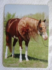 HORSE SWAP CARD~MODERN NEW~STUNNING CHESTNUT OVERO FLAXEN MANE PAINT HORSE#98