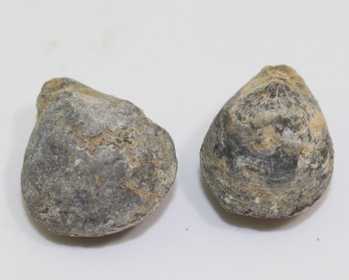 Brachiopoden, Habrobrochus subsella, Jura, Kimmeridge, Kalkriese, GER -a764 - Picture 5 of 8