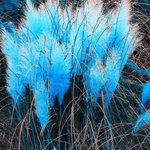 Pampasgras Rosa Rose Cortaderia Selloana Ziergras Winterhart 100-200 Sam C8 - Picture 11 of 20