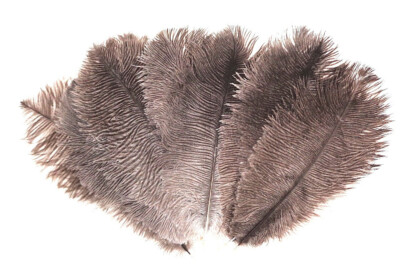 Natural Gray Ostrich feathers 8-10 inch size per SIX (6)