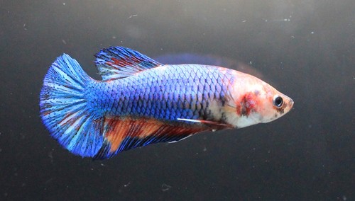 Live Betta Fish Pet Fancy Blue Nemo Galaxy Female Plakad Breed Girl fr. Thailand - Picture 19 of 22