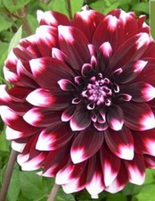 20 SEEDS for Dark Red CONTRASTE DAHLIA rare flower exotic bloom plant USA Seller