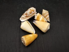 Cone Seashell Small Assorted Mix (6 shells approx. 1.5+ inches)