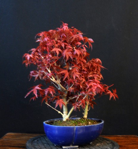 BONSAI JAPANISCHER ROTER FÄCHERAHORN ACER PALMATUM "DESHOJO" GRUPPE OUTDOOR - Bild 6 von 6