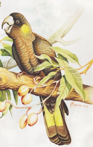 Hand painting vendre Balinese Parrots Birds 319