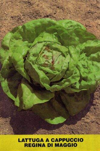 QUEEN OF MAY HOODED LETTUCE - VEGETABLES SALAD 1000 SEEDS - Picture 1 of 5