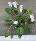 African Violet Plant - Ivory Trinket ~ Mosaic semi-mini In Bloom